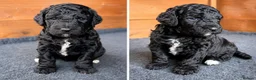 Mixed Breed dogs for sale: STUNNING AUSTRALIAN LABRADOODLE GIRL - Advert 12