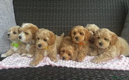 Maltipoo dogs for sale: Adorable Maltipoo  - Image 4