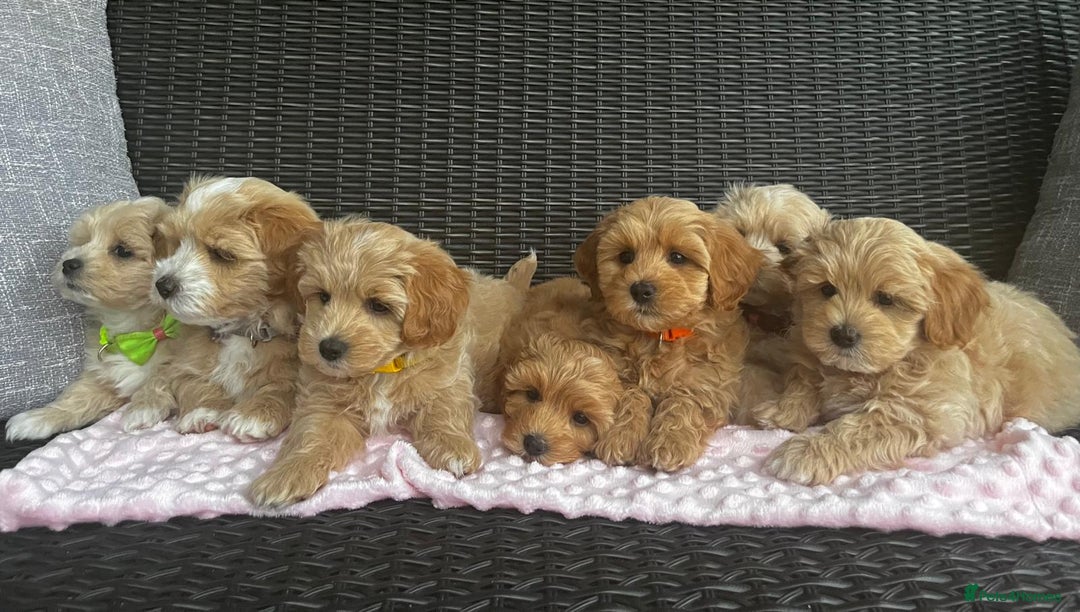 Maltipoo dogs for sale: Adorable Maltipoo  - Image 4