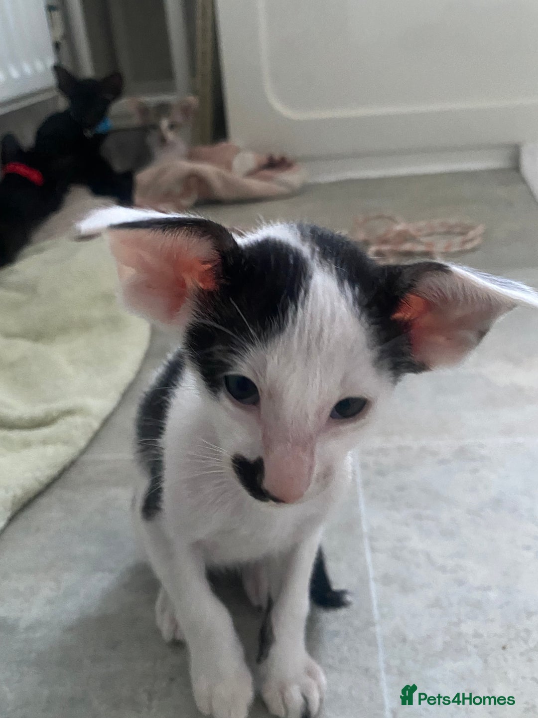 Oriental cats for sale: Beautiful Oriental Kittens for Sale - Advert 28