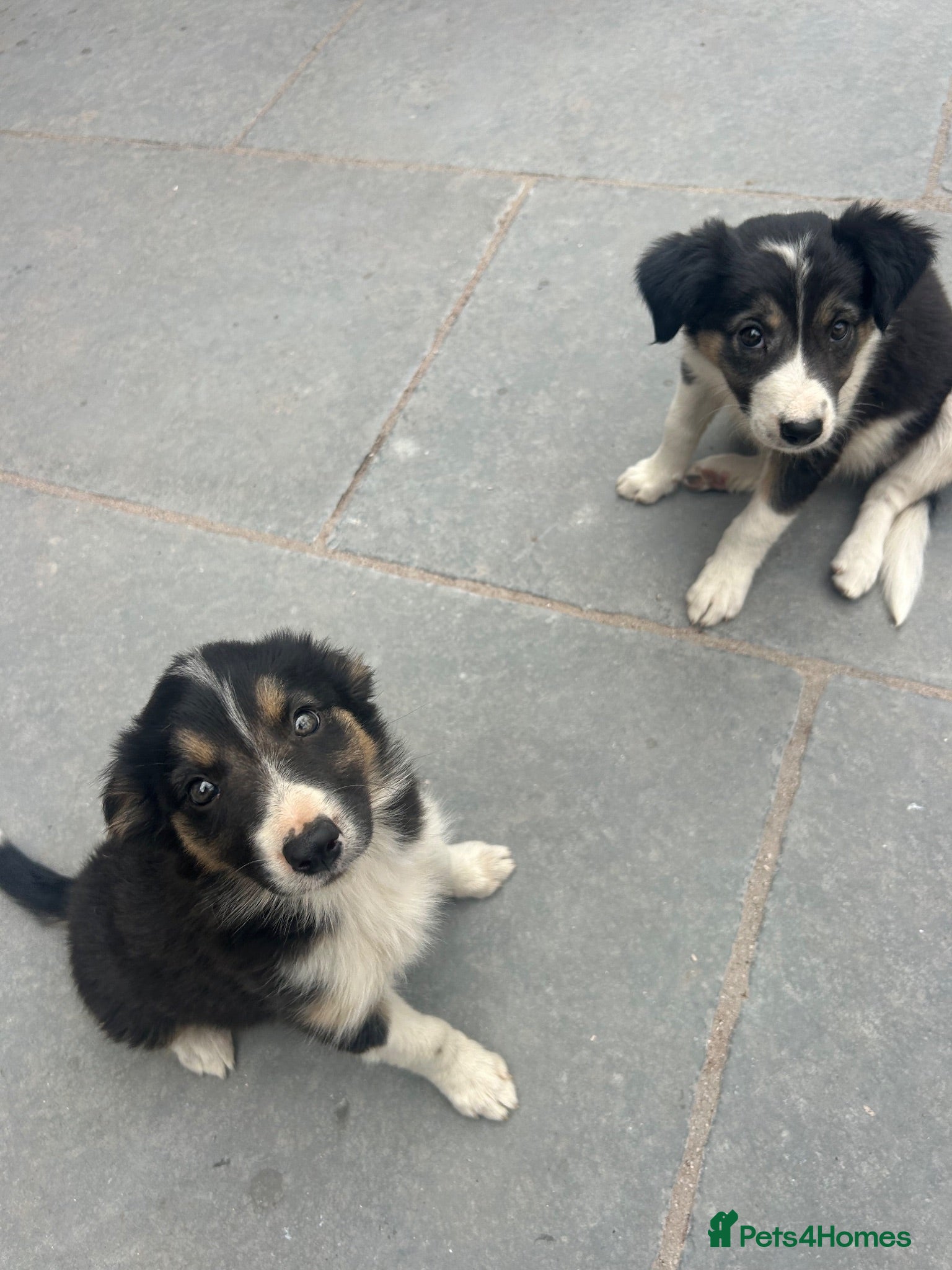 Mixed Breed dogs 🐾 Six Beautiful Welsh Border Collies 🐾 - Advert 2