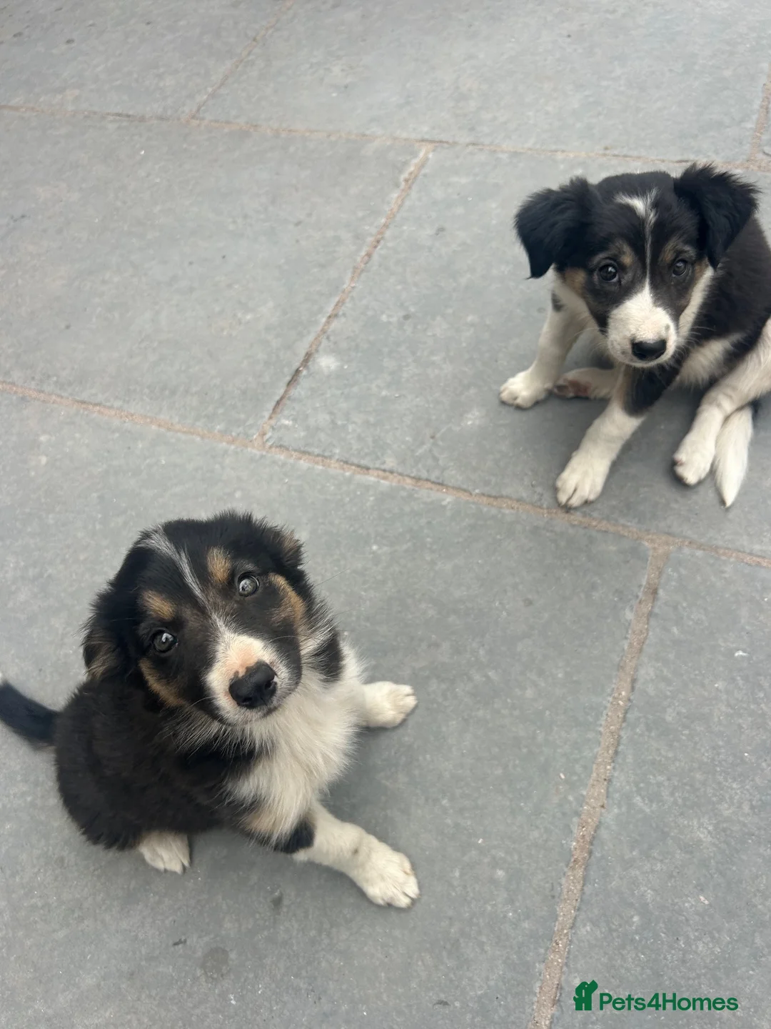 Mixed Breed dogs for sale: 🐾 Six Beautiful Welsh Border Collies 🐾 - Advert 2