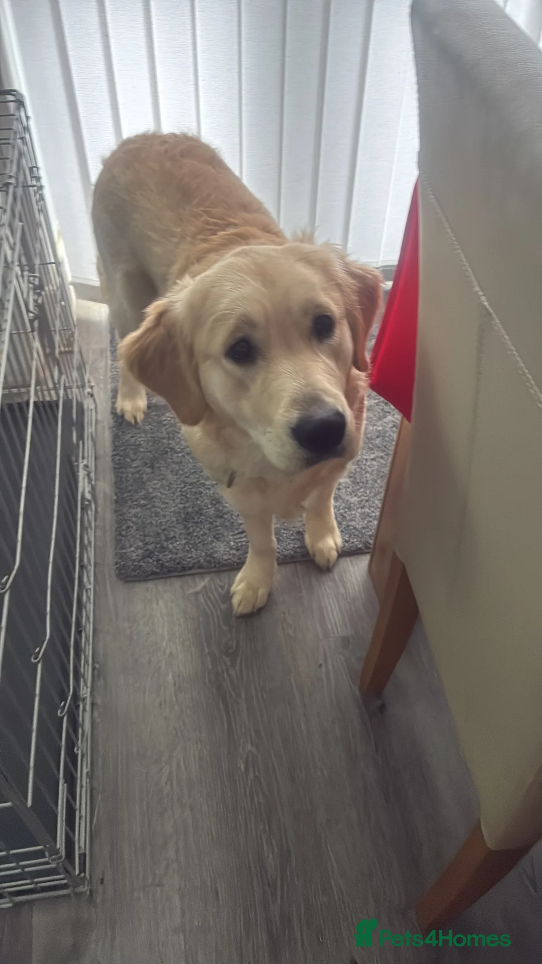 Golden Retriever dogs for sale: Last 2 golden retriever boys left  - Advert 5