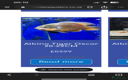 Cichlids fish for sale: 420l tank set up, loads of tropical fish - Image 8