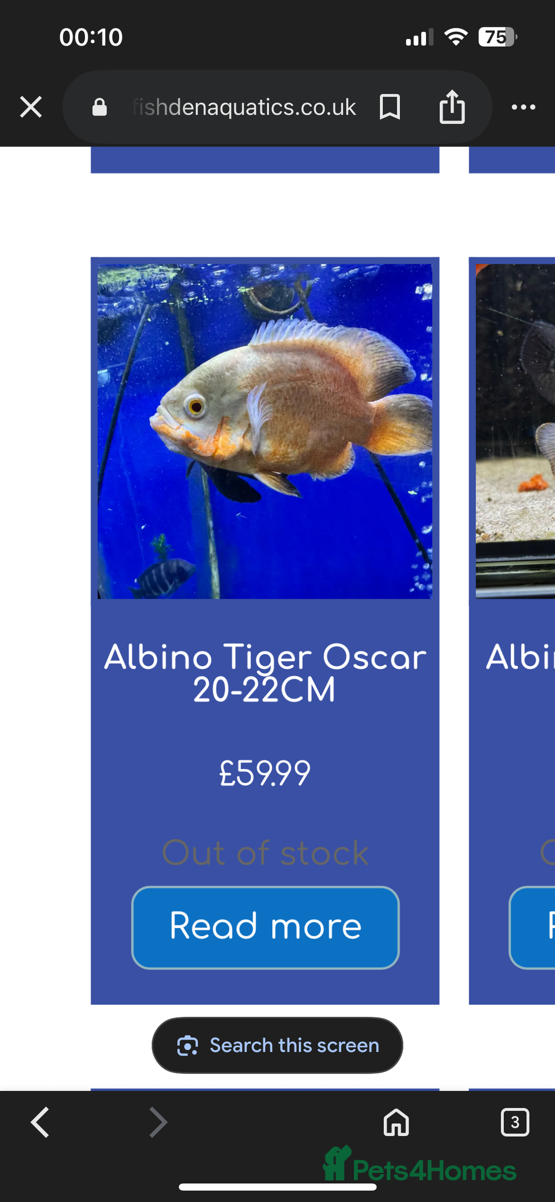Cichlids fish for sale: 420l tank set up, loads of tropical fish - Image 8