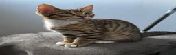 Mixed Breed cats for sale: Bengal x Tabby mixbreed. - Advert 26