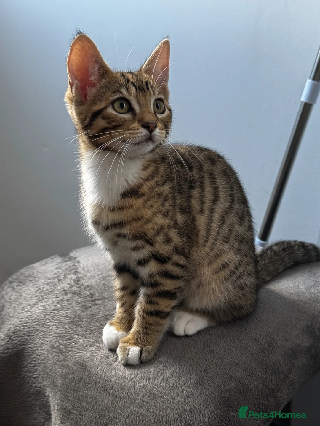 Mixed Breed cats for sale: Bengal x Tabby mixbreed. - Advert 26