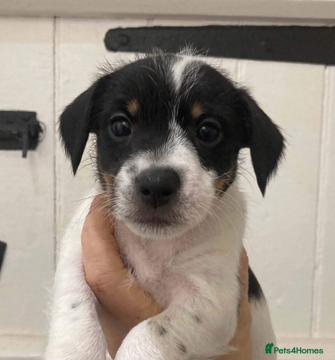 Jack Russell dogs for sale: Jack Russel pups. Two left one girl one boy - Advert 17
