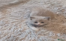 Ragdoll cats for sale: Mink ragdoll kittens - Image 14