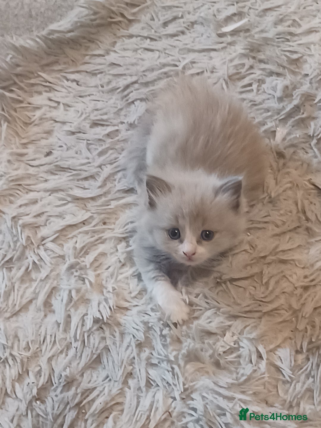 Ragdoll cats for sale: Mink ragdoll kittens - Image 14