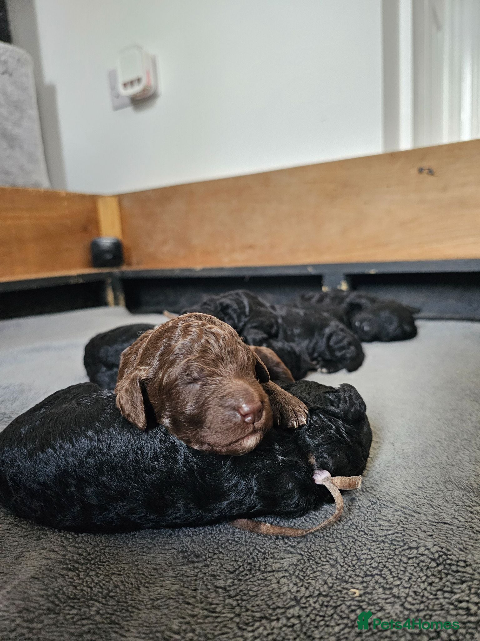 Standard Poodle dogs KC Standard Poodle Puppies !  - Advert 10