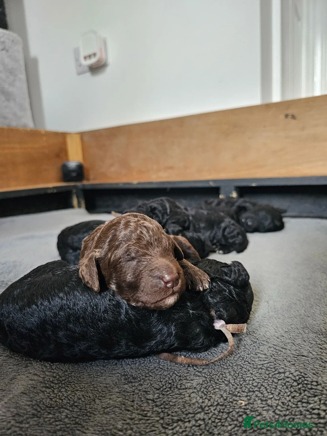 Standard Poodle dogs for sale: KC Standard Poodle Puppies !  - Advert 1