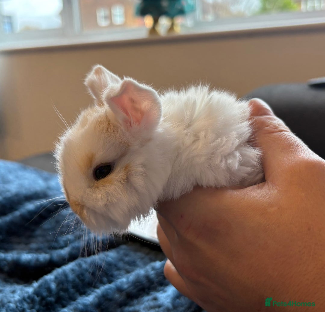 Mini Lop rabbits for sale: Pure Bred Mini Lop babies - Advert 28