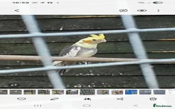 Cockatiels birds for sale: Young cockatiels for sale  - Image 2