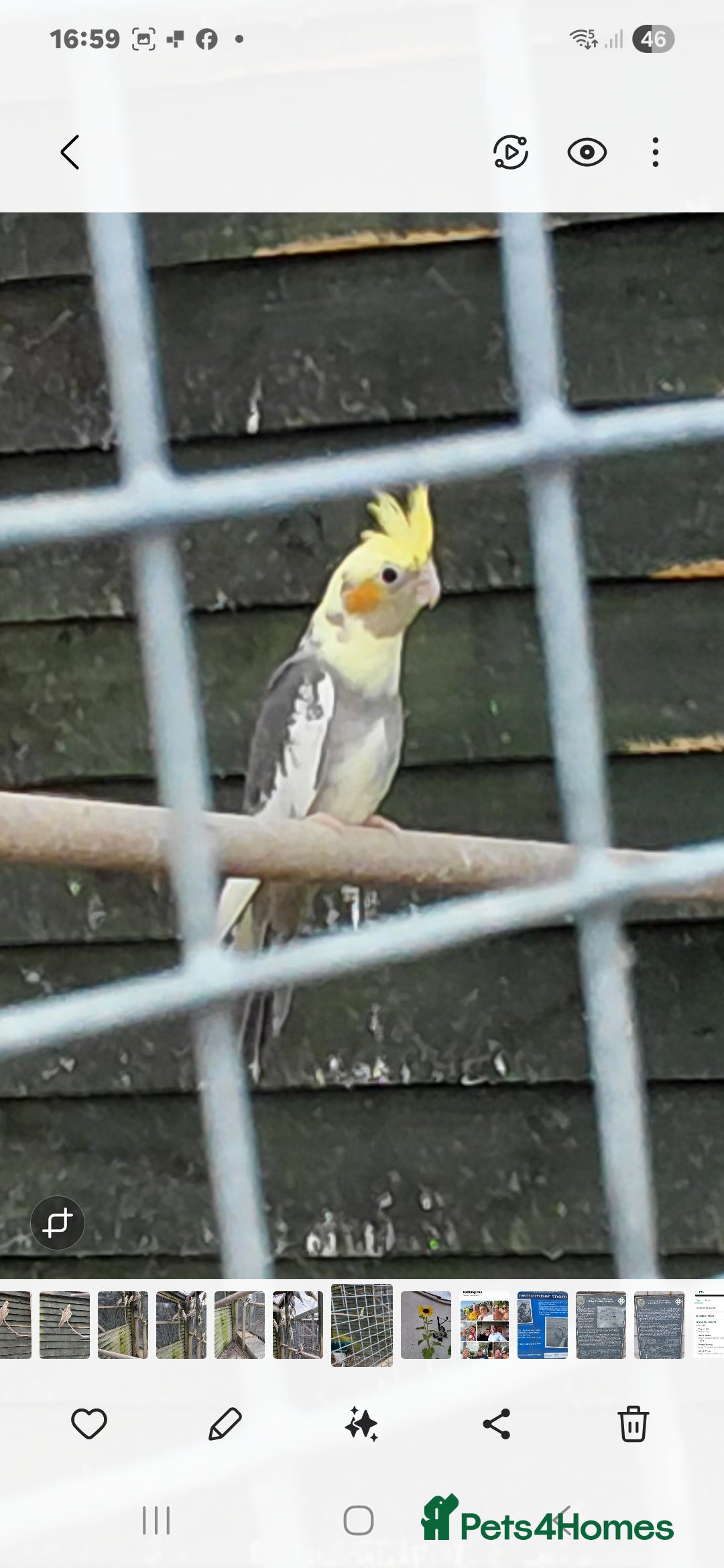 Cockatiels birds for sale: Young cockatiels for sale  - Image 2
