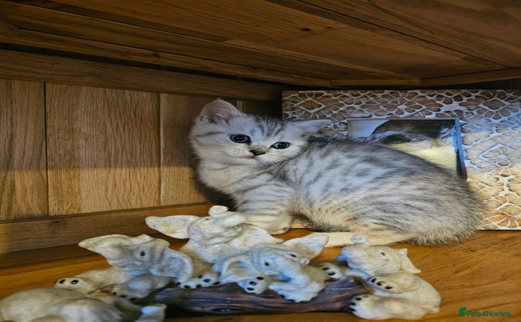 British Shorthair cats - Advert 9