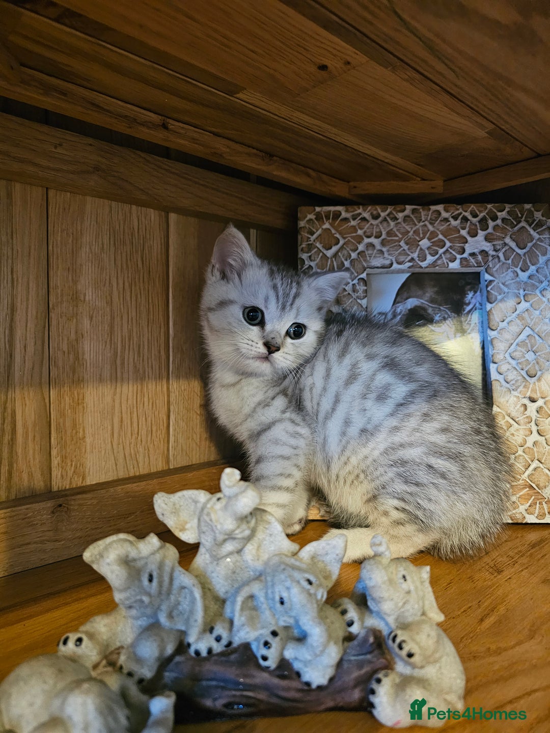British Shorthair cats for sale: British shorthair kittens for sale.  - Image 1