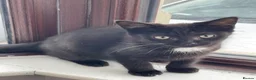 Mixed Breed cats for sale: Kittens for sale - Advert 5