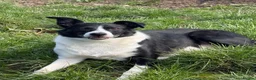 Border Collie dogs for sale: Beautiful 5 year old Collie - Advert 1