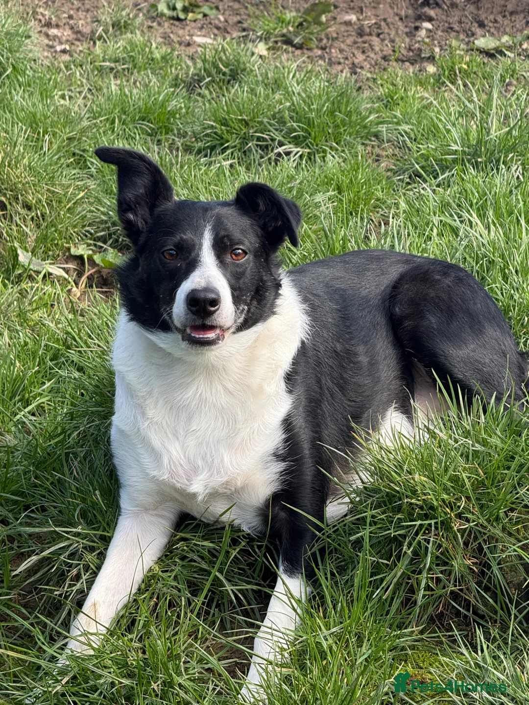 Border Collie dogs for sale: Beautiful 5 year old Collie - Advert 1