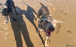 Weimaraner dogs for stud: Words of Wisdom in Bedford - Image 14