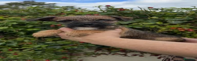 Border Terrier 4