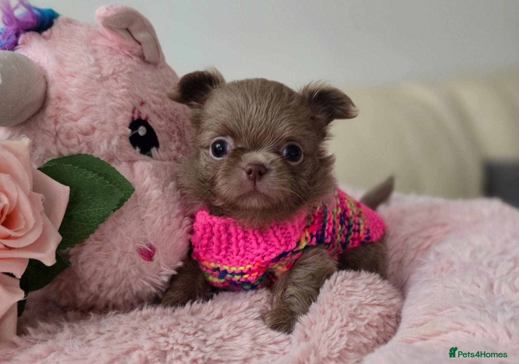 Chihuahua dogs Xx stunning kc chihuahua longcoat puppies Xx - Advert 1