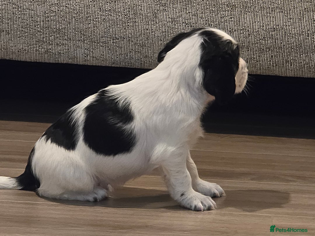 Sprocker dogs for sale: 2 x black and white Sprocker puppies - Advert 6