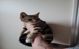 Mixed Breed cats for sale: Half bengal male cat - Image 2