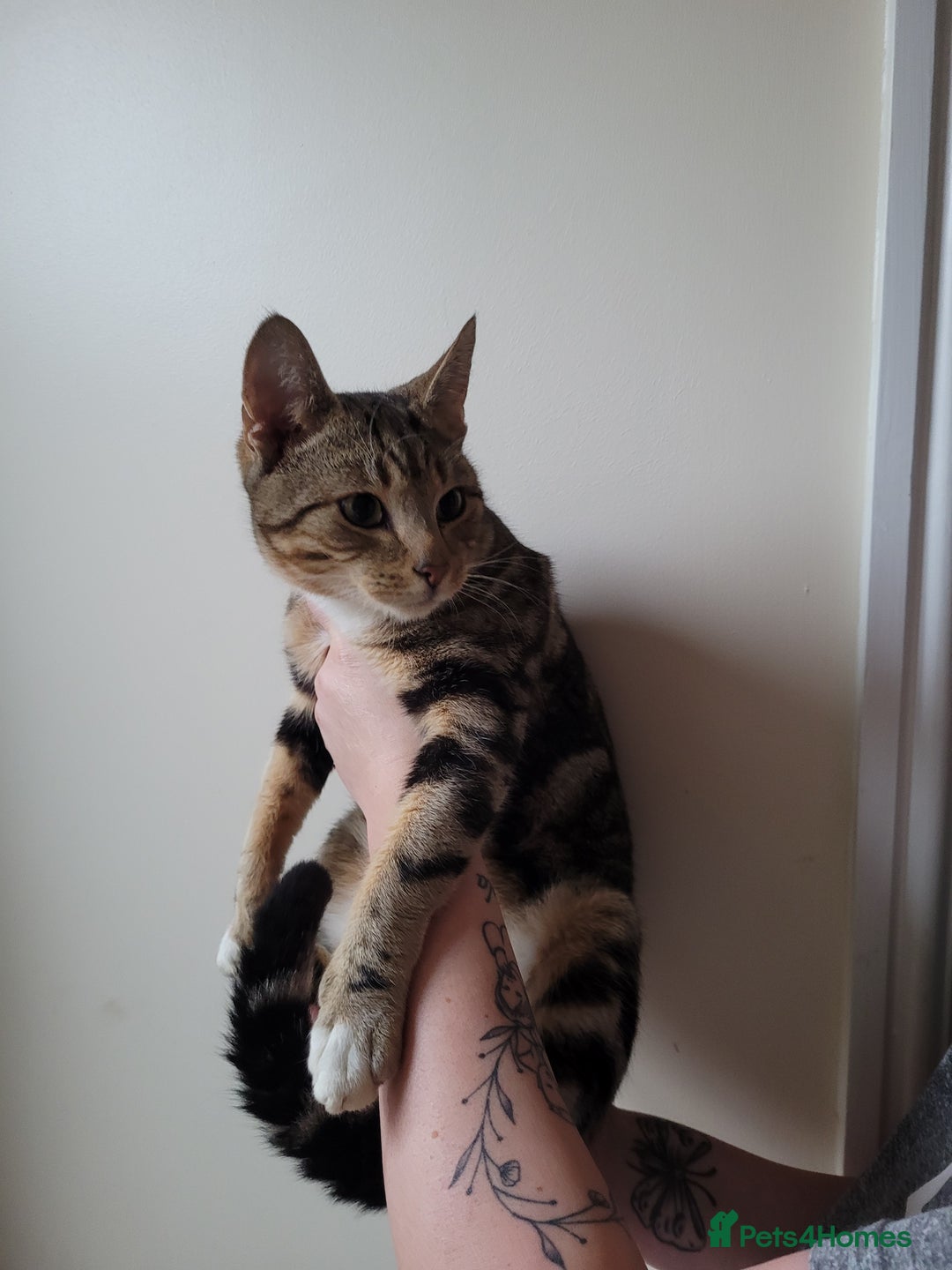 Mixed Breed cats for sale: Half bengal male cat - Image 2