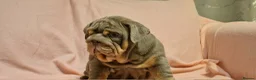 English Bulldog dogs for sale: Quality puppies available  in Bradford - Advert 16