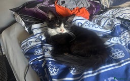 Mixed Breed cats for sale: Fluffy kittens for sale  in Kingston upon Thames - Image 14