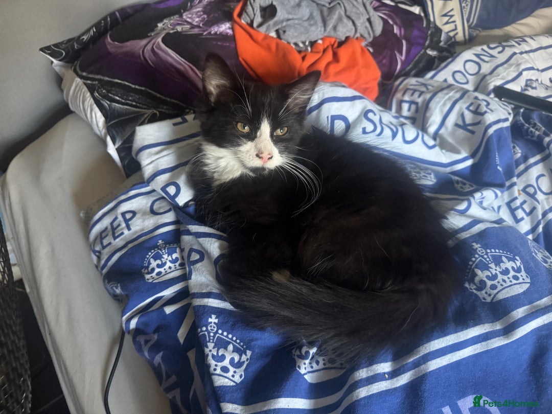 Mixed Breed cats for sale: Fluffy kittens for sale  in Kingston upon Thames - Image 14