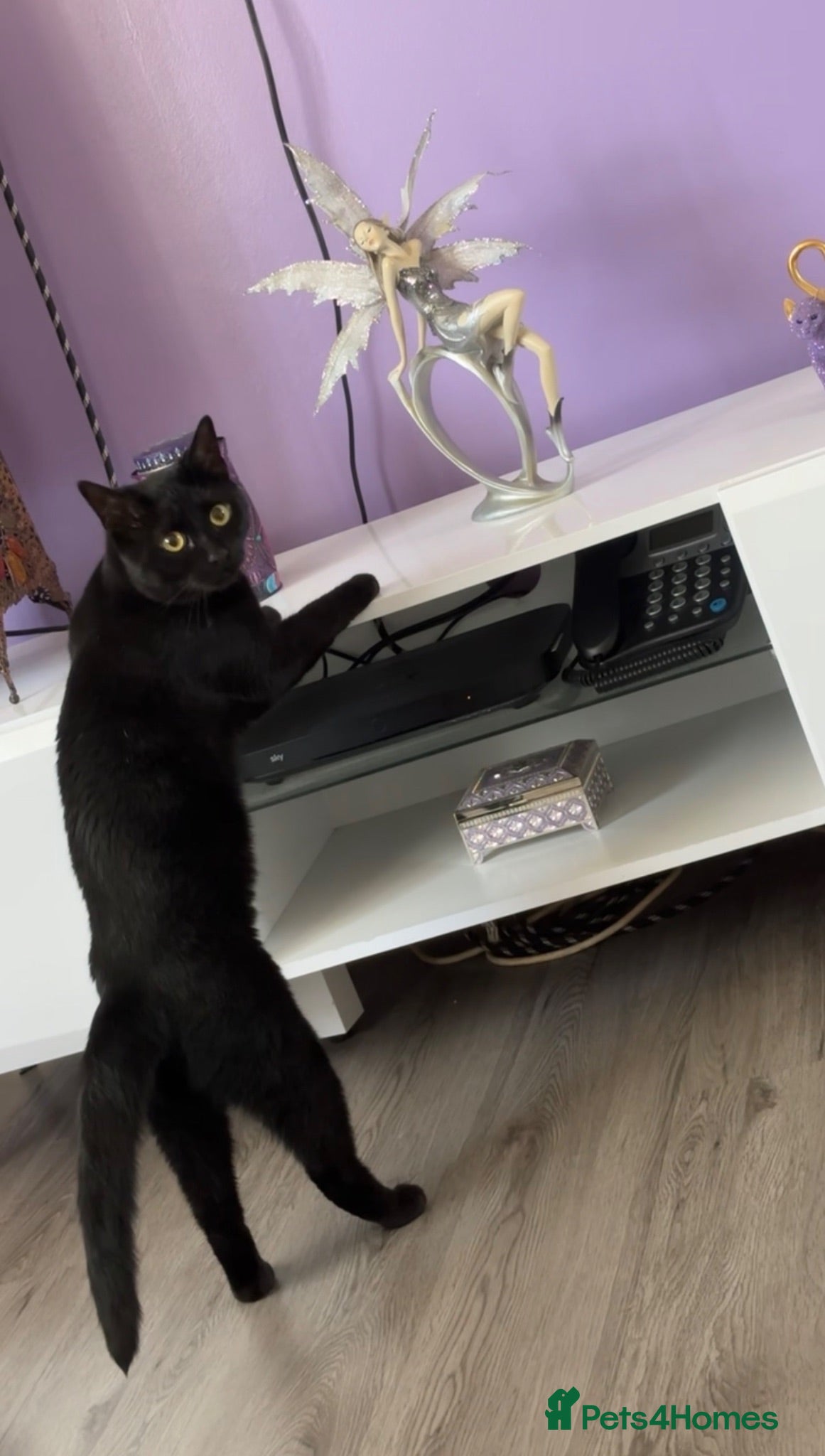 Bombay cats 2 year old male Bombay cat for sale. - Advert 1