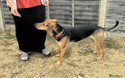 Mixed Breed dogs for adoption: LUNA - 9 months old, Adorable Girl Hound Mix Pup - Image 3