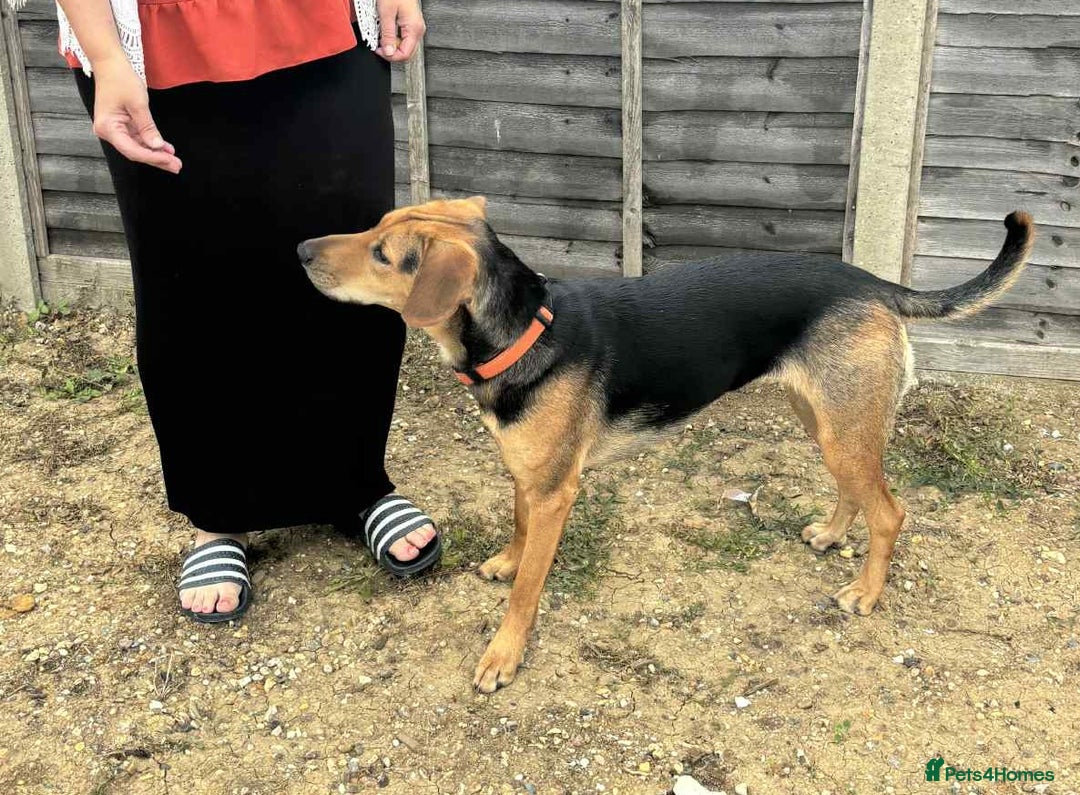 Mixed Breed dogs for adoption: LUNA - 9 months old, Adorable Girl Hound Mix Pup - Image 3