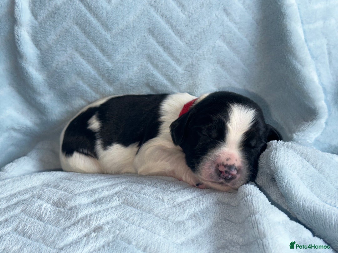 English Springer Spaniel dogs for sale: English springer spaniel.Ready to leave 21/11/25 - Image 33