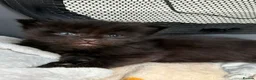 Maine Coon cats for sale: Beautiful Maine Coon Kittens, 2 Boys & 2 Girls - Advert 20