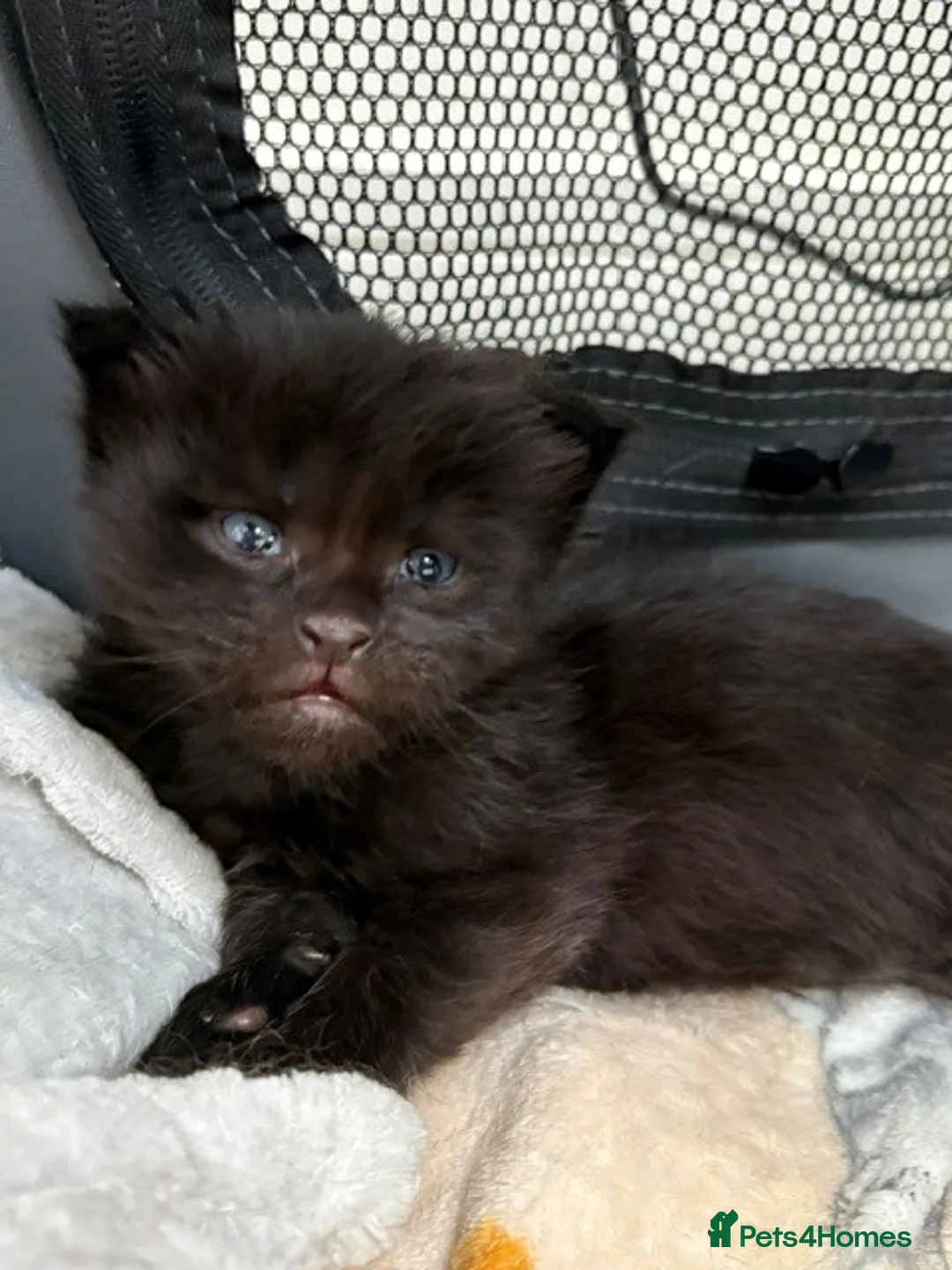 Maine Coon cats for sale: Beautiful Maine Coon Kittens, 2 Boys & 2 Girls - Advert 20