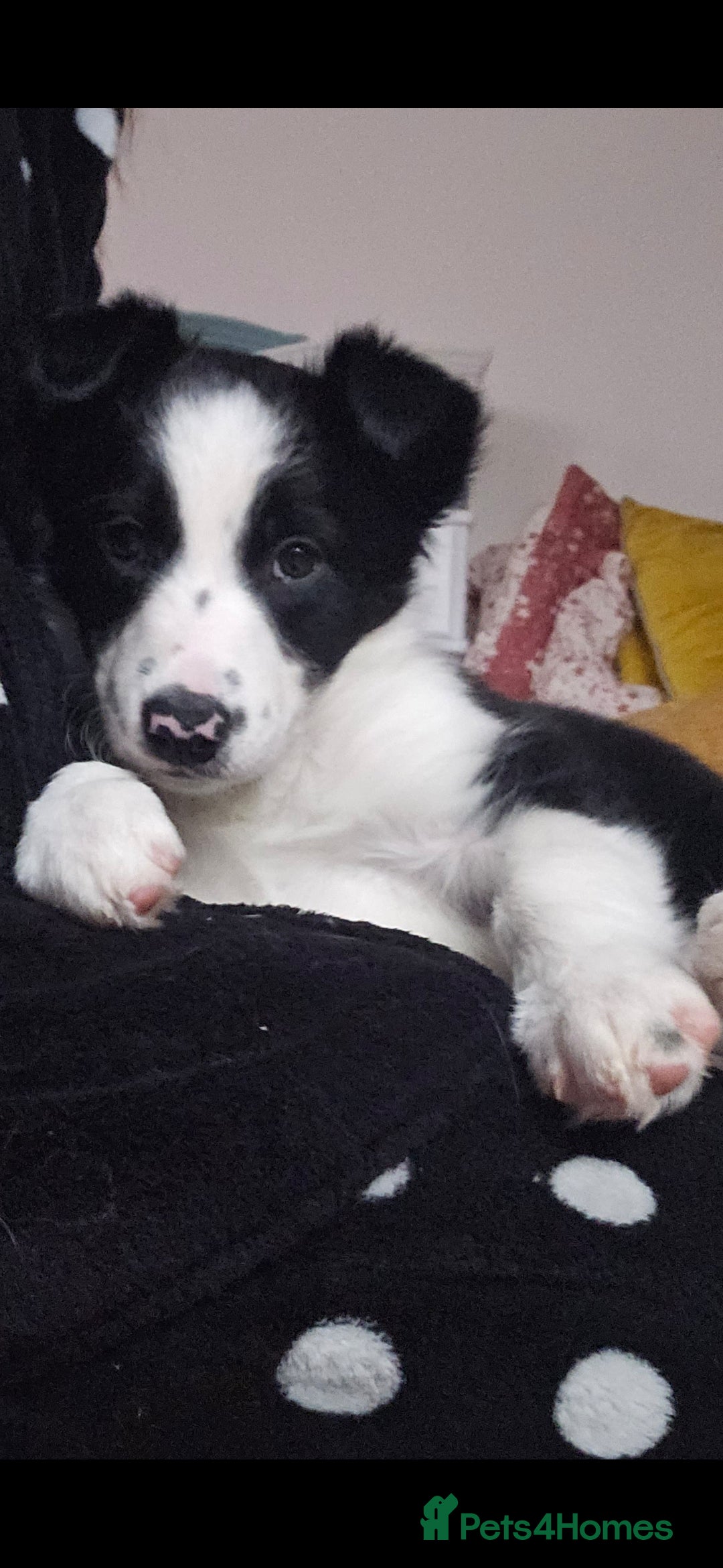 Border Collie dogs for sale: Beautiful Border Collie Puppy girl ready now - Advert 11
