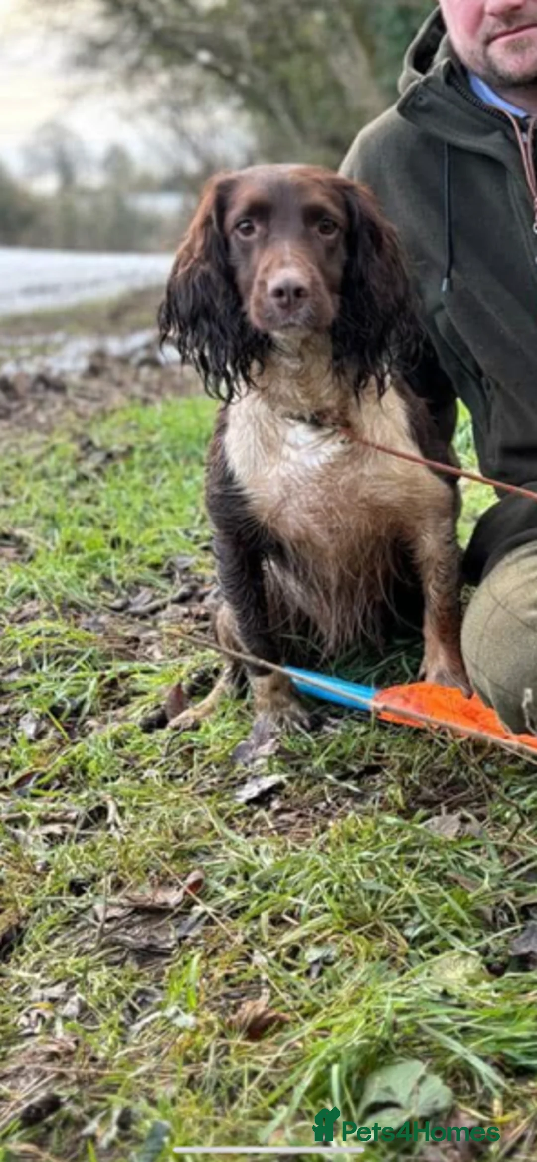 English Springer Spaniel dogs for sale: 5 Year old ESS Female - Advert 5