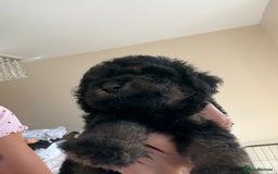 Cockapoo dogs for sale: Toy cockapoo  - Image 2
