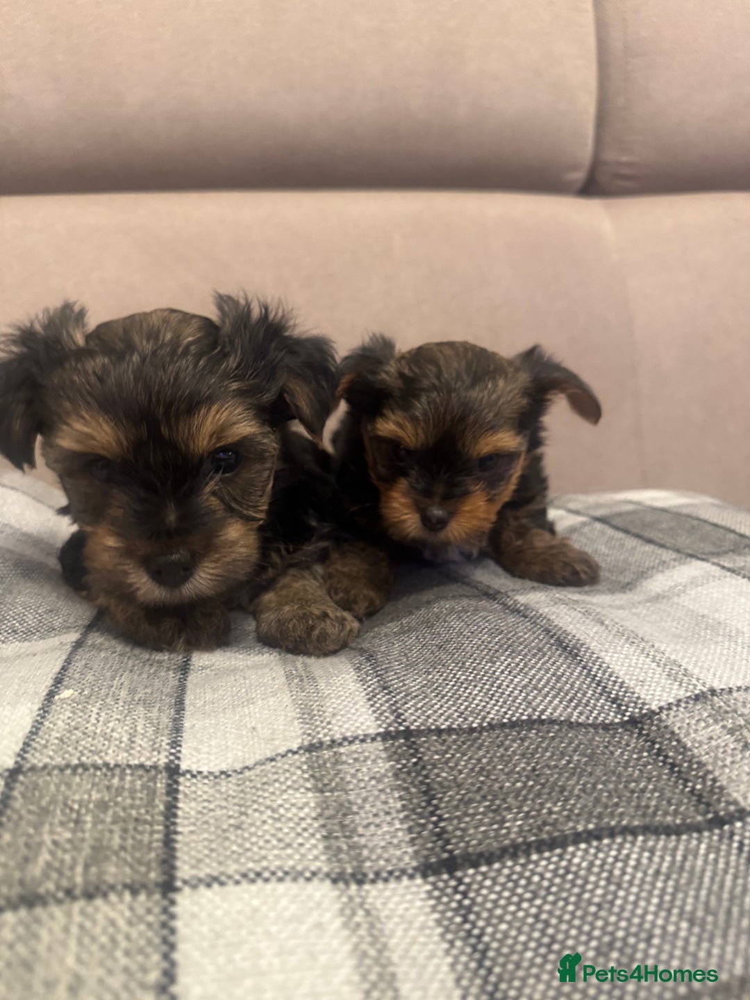 Yorkshire Terrier dogs for sale: YORKSHIRE TERRIER 2 BOYS  - Image 3