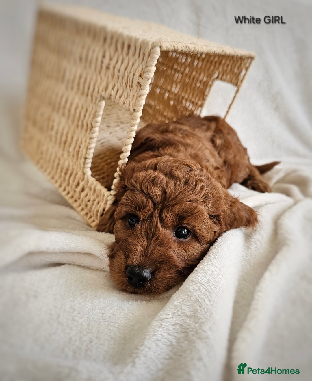 Cavapoo dogs for sale: Adorable F1b Cavapoo Puppies Ready 15th November - Image 23