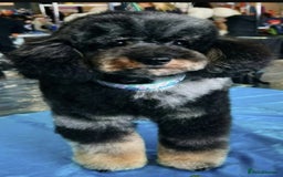 Toy Poodle dogs for sale: merle toy poodle  - Image 5