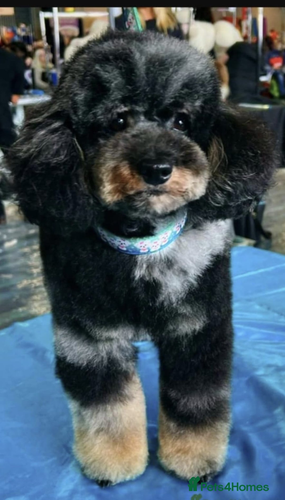 Toy Poodle dogs for sale: merle toy poodle  - Image 5