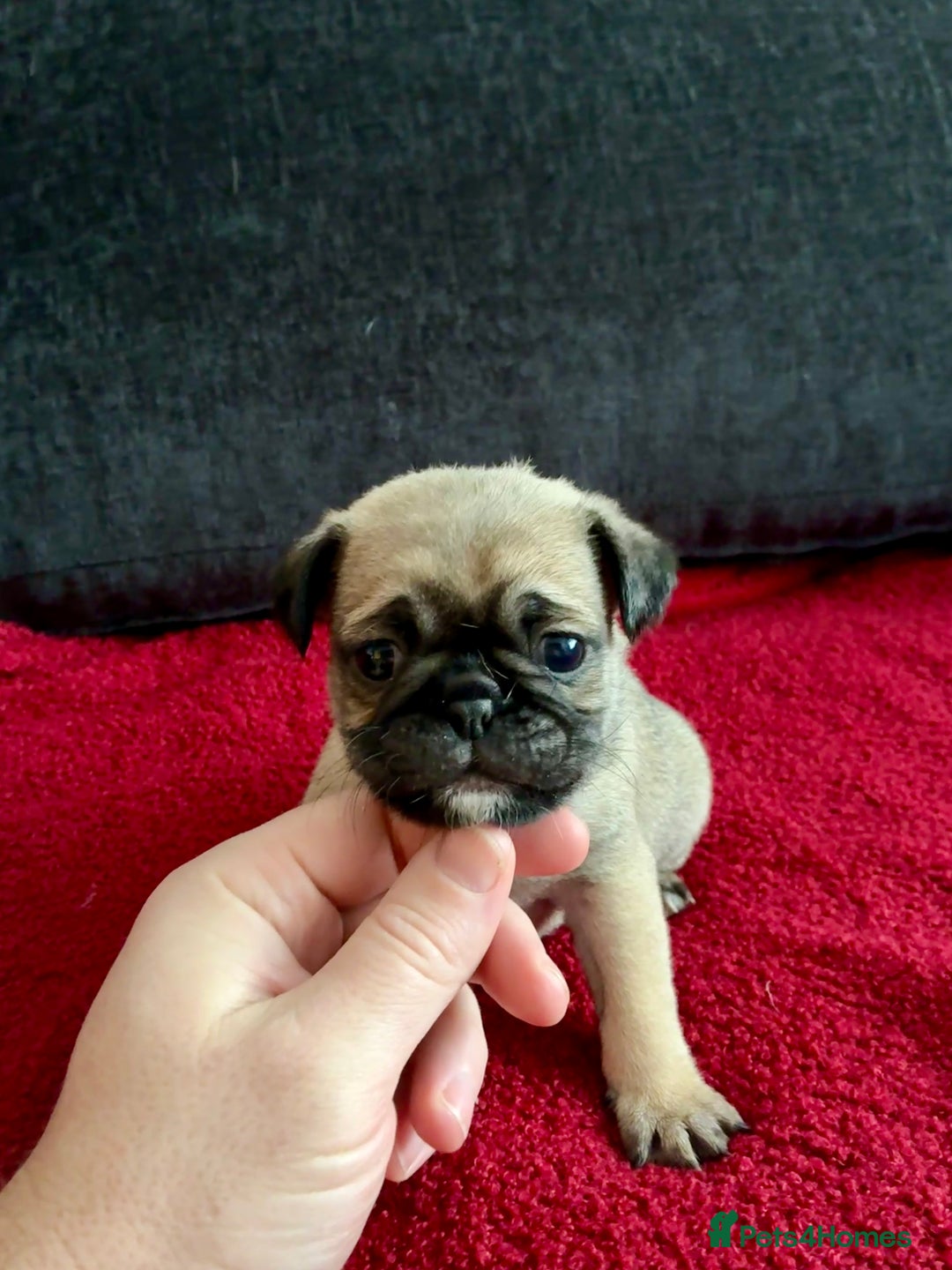 Pug dogs for sale: Beautiful Pug Puppies - Advert 14
