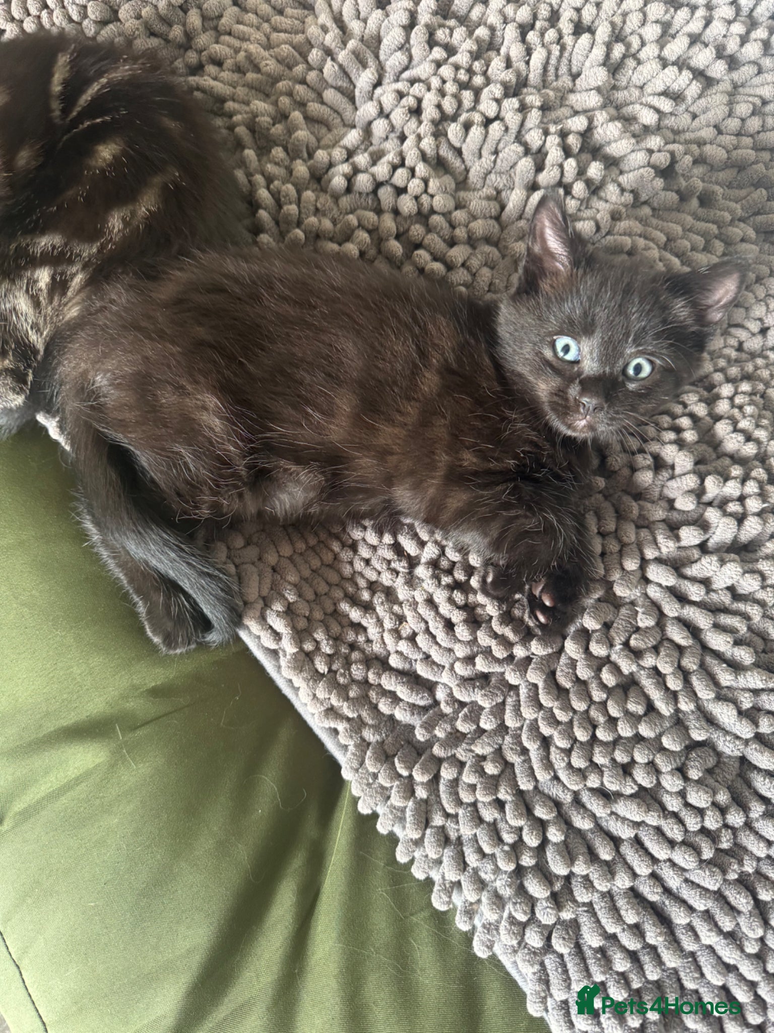 Mixed Breed cats for sale: Ragdoll x kittens - Advert 3