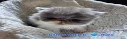 Persian cats for sale: Stunning persians  - Advert 12