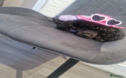 Chipoo dogs for sale: Princess Nelly  - Advert 7